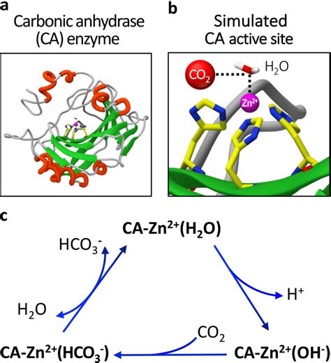 carbonic anhydrase enzyme structure